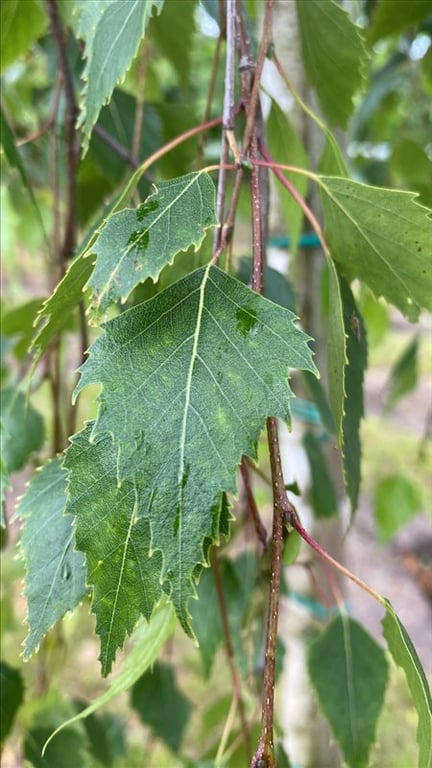 Betula p. ‘Tristis’