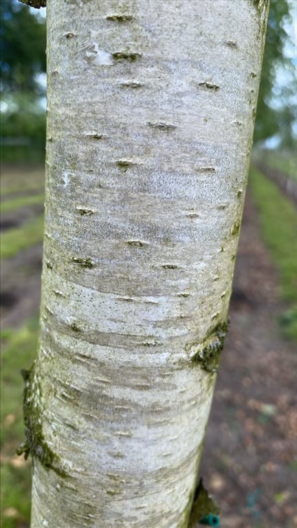 Betula p. ‘Tristis’