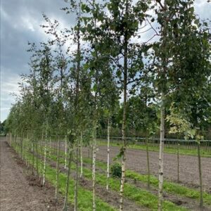 Betula p. ‘Youngii’