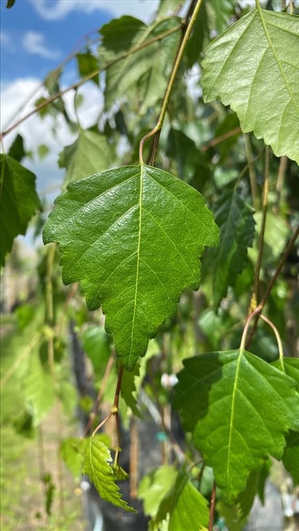 Betula p. ‘Youngii’