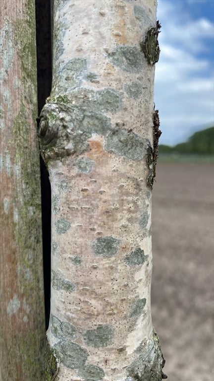 Betula p. ‘Youngii’