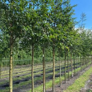 Betula papyrifera