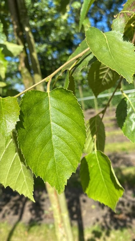 Betula papyrifera