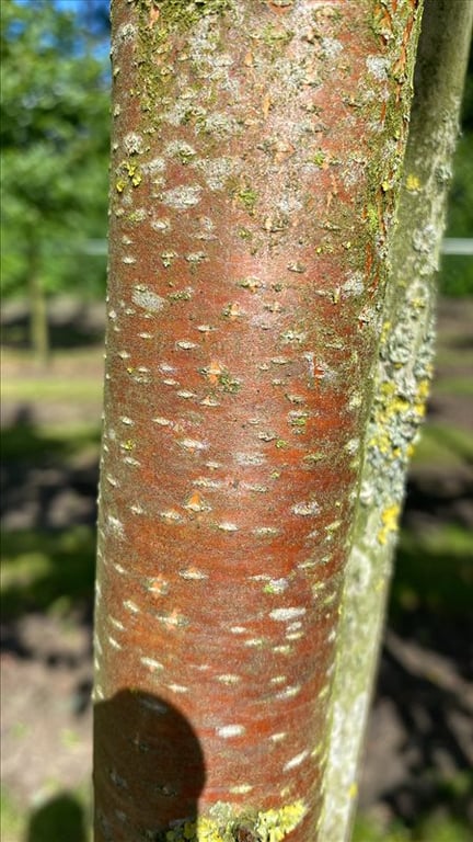 Betula papyrifera