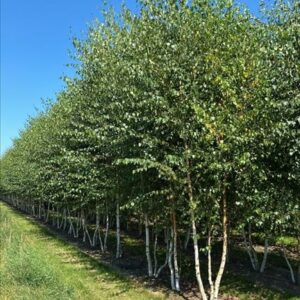 Betula pendula