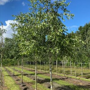 Betula pendula