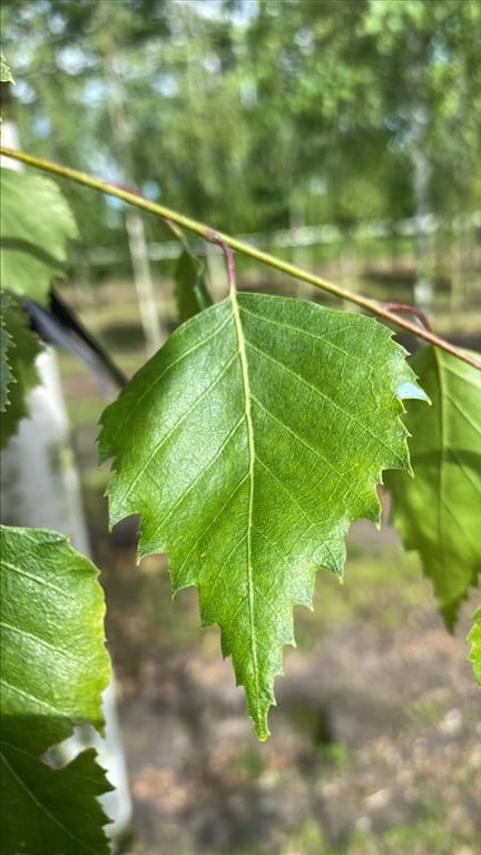 Betula pendula