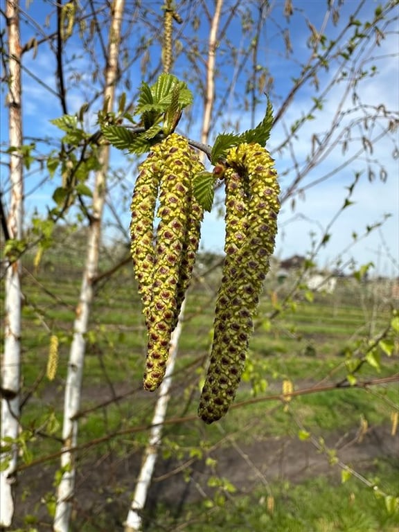 Betula pendula