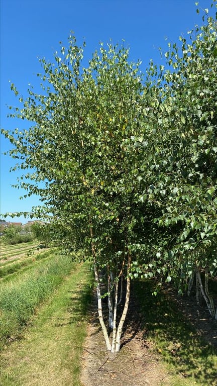 Betula pendula