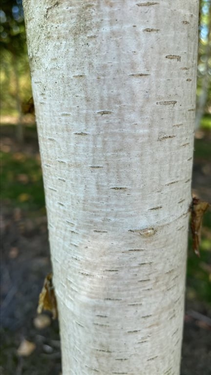 Betula pendula