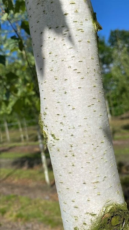 Betula pendula