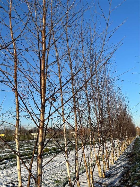 Betula pendula