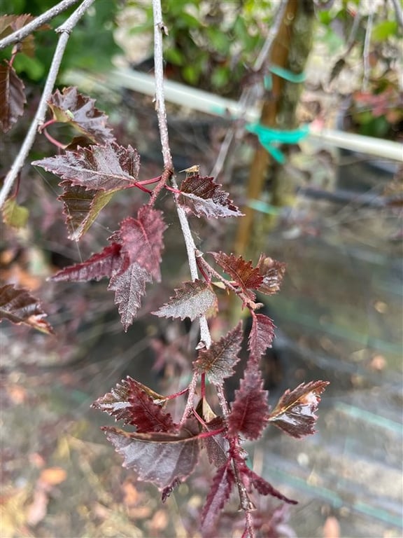 Betula Royal Frost