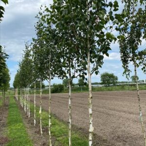 Betula utilis ‘Doorenbos’