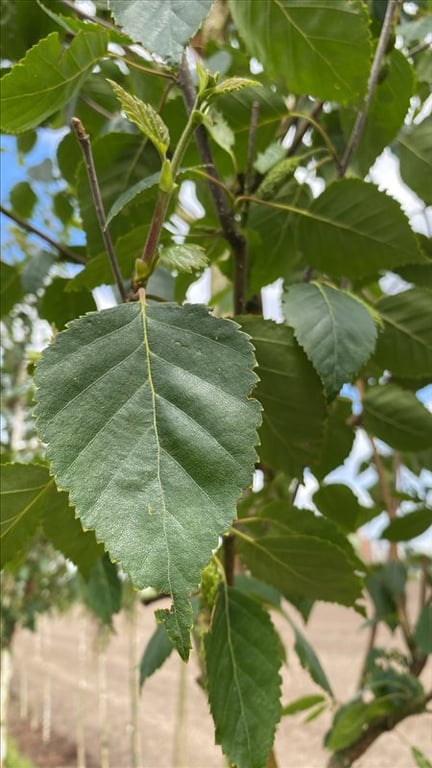 Betula utilis ‘Doorenbos’