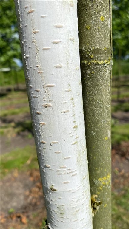 Betula utilis ‘Doorenbos’