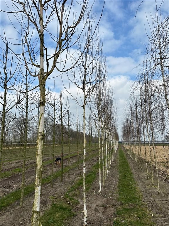 Betula utilis ‘Doorenbos’