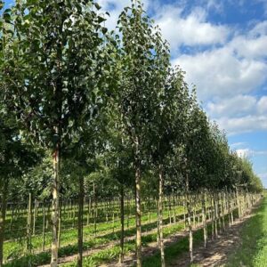 Betula utilis ‘Fascination’