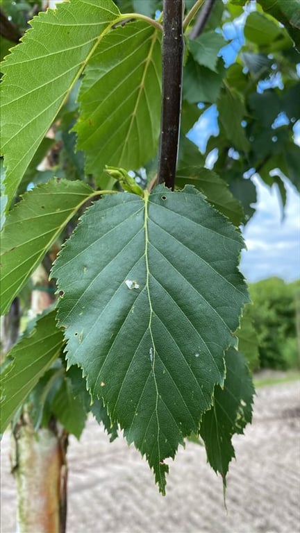 Betula utilis ‘Fascination’