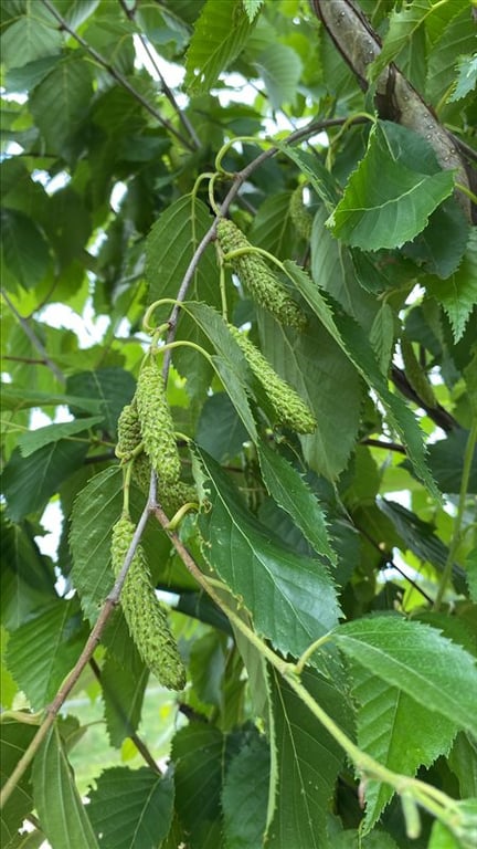 Betula utilis ‘Fascination’