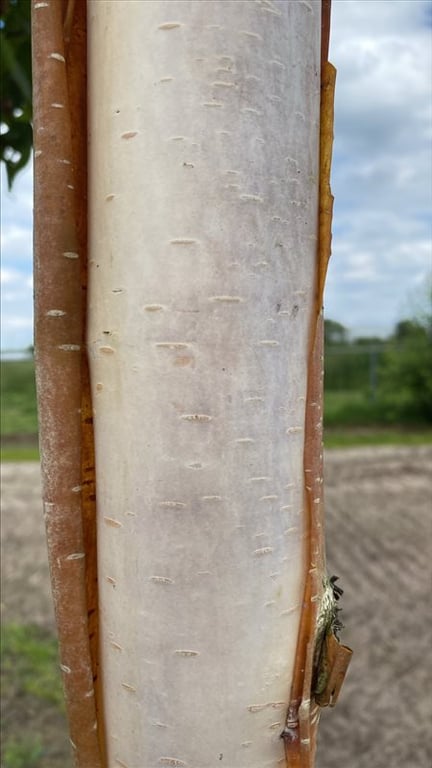 Betula utilis ‘Fascination’