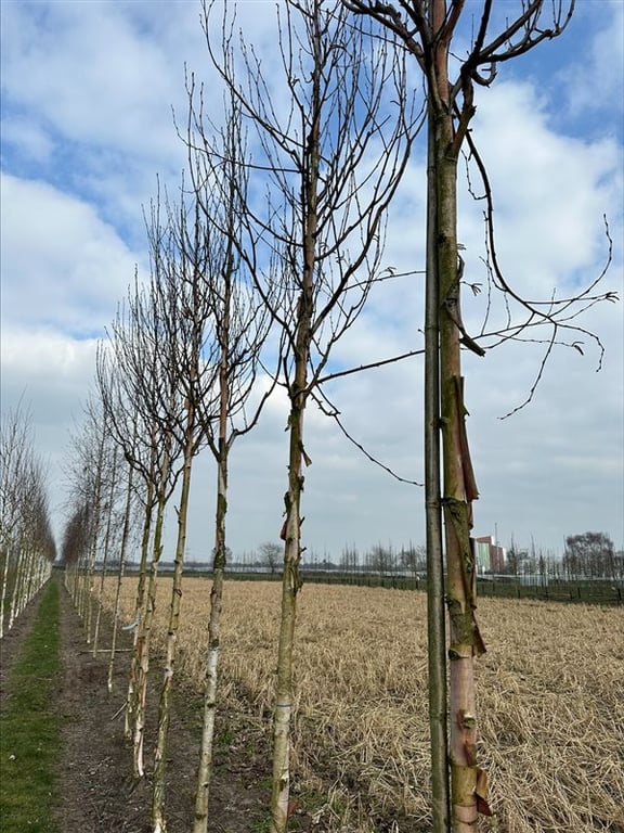 Betula utilis ‘Fascination’