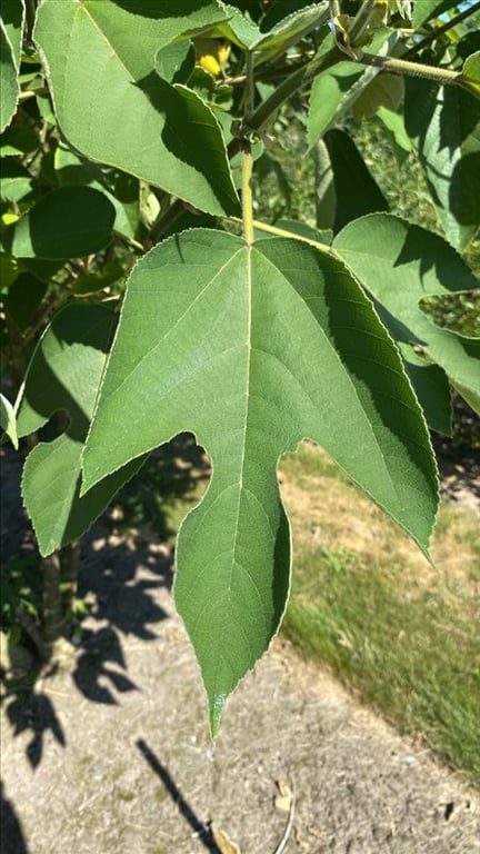 Broussonetia papyrifera