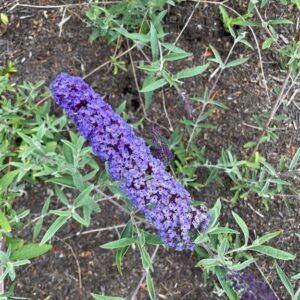 Buddleja d. ‘Empire Blue’