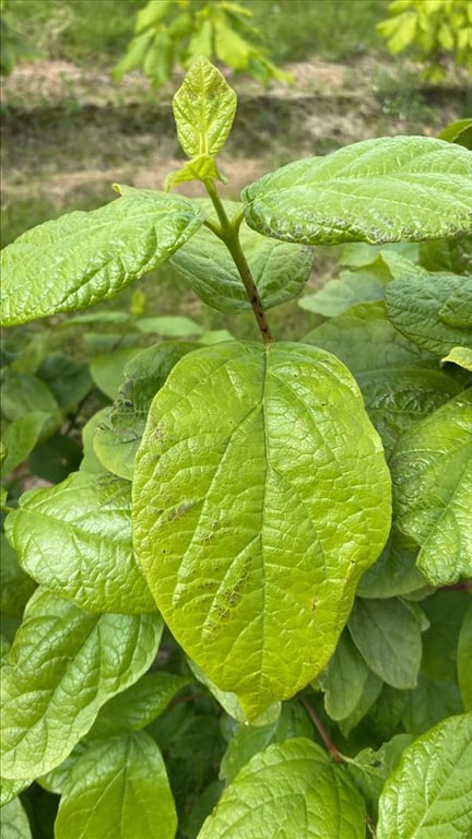 Calycanthus floridus