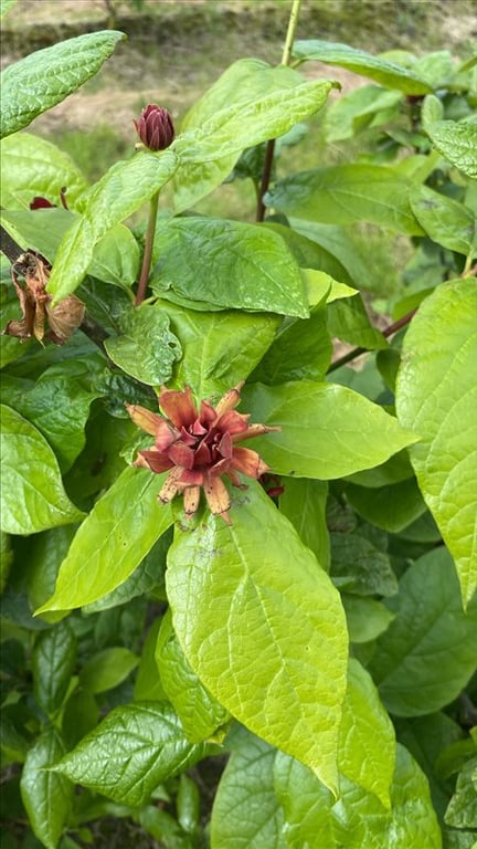 Calycanthus floridus