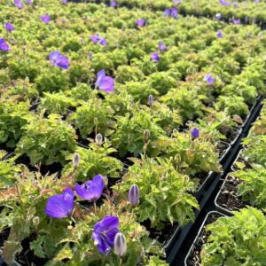 Campanula c. ‘Blaue Clips’