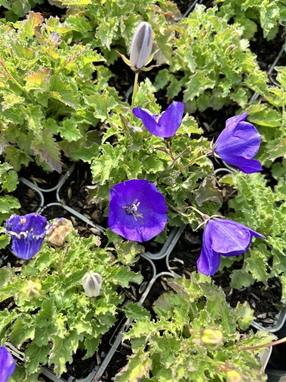 Campanula c. ‘Blaue Clips’