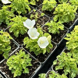 Campanula c. ‘Weisse Clips’