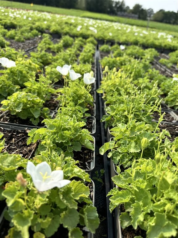 Campanula c. ‘Weisse Clips’