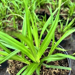 Carex morrowii ‘Irish Green’