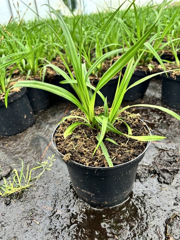 Carex morrowii ‘Irish Green’