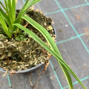 Carex morrowii ‘Variegata’