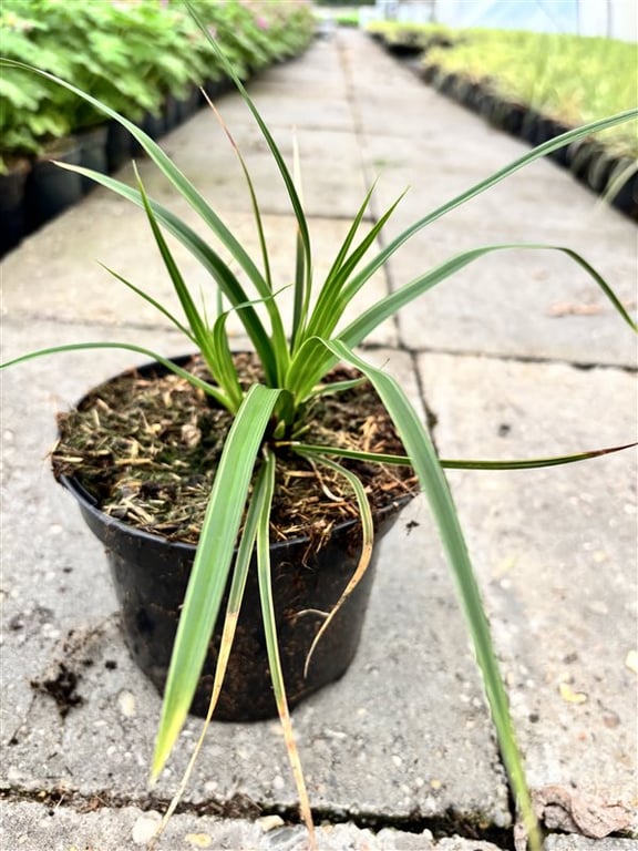 Carex morrowii ‘Variegata’