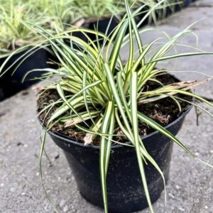 Carex oshim. ‘Evergold’