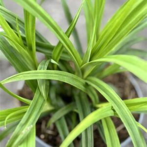 Carex pendula