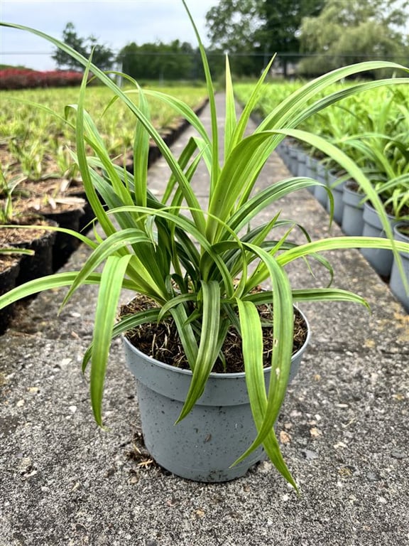 Carex pendula