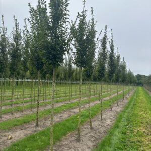 Carpinus bet. ‘Fastigiata’