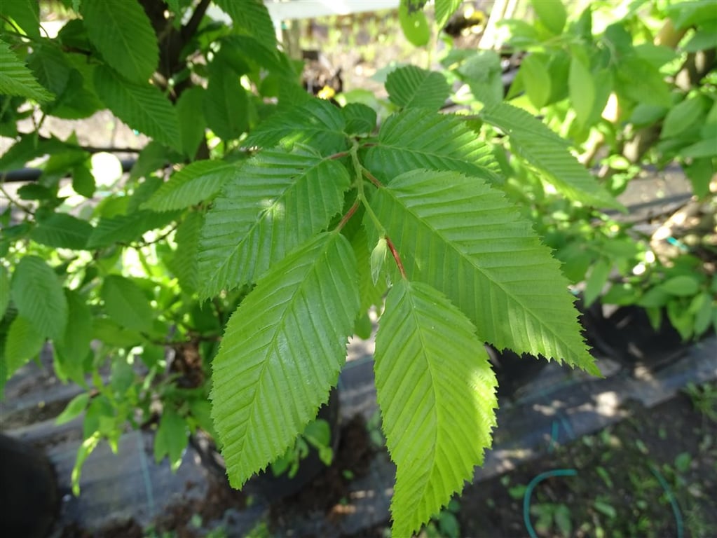 Carpinus bet. ‘Fastigiata’