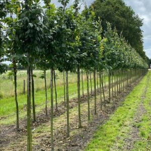 Carpinus bet. ‘Lucas’