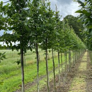 Carpinus betulus