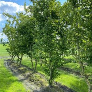 Carpinus betulus