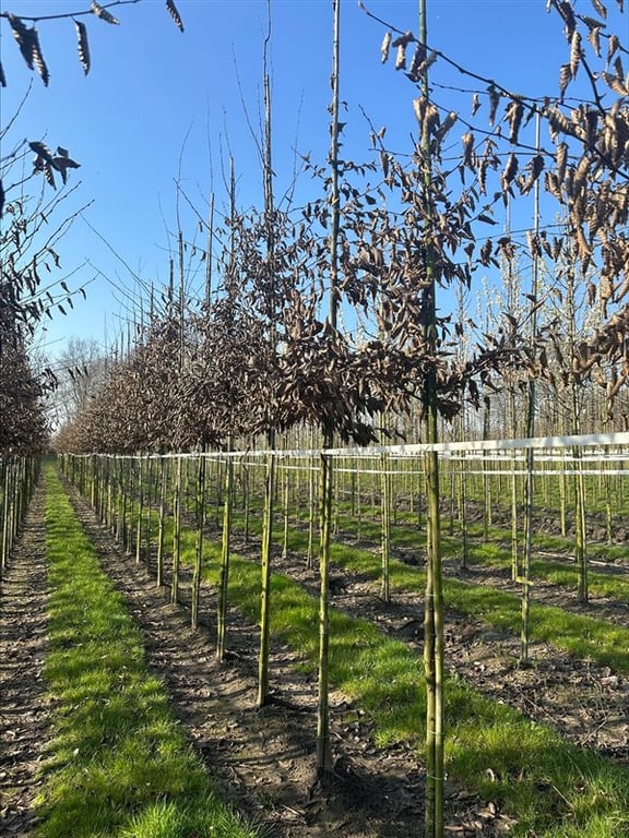 Carpinus betulus