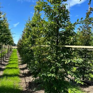 Carpinus japonica