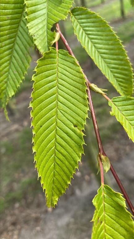 Carpinus japonica