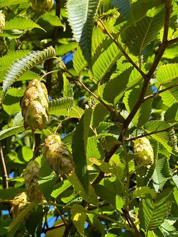 Carpinus japonica